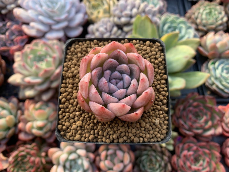 Echeveria sp. 2" Succulent Plant