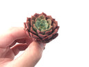 Echeveria 'Bath Bomb' 2" Succulent Plant