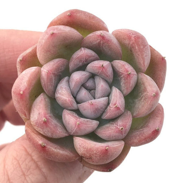 Echeveria 'Elsa' 1" Powdery Succulent Plant