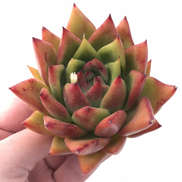 Echeveria Agavoides Mundy Selected Clone 4” Rare Succulent Plant