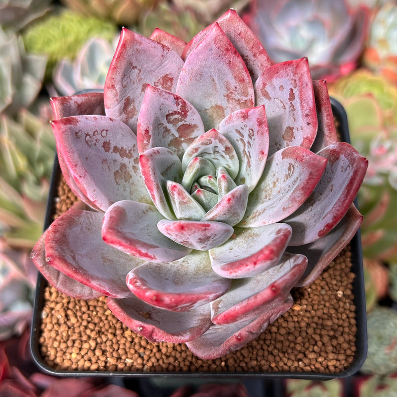 Echeveria 'Purple Champaign' 3