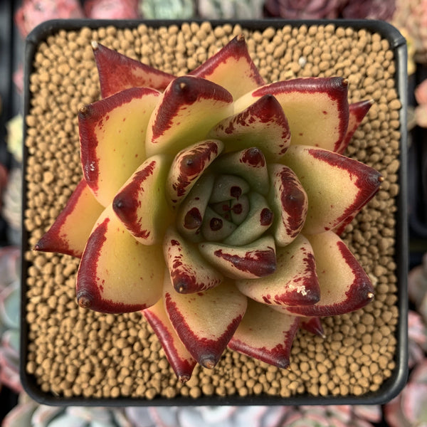 Echeveria Agavoides 'Royal' Selected Clone 3"-4" Succulent Plant