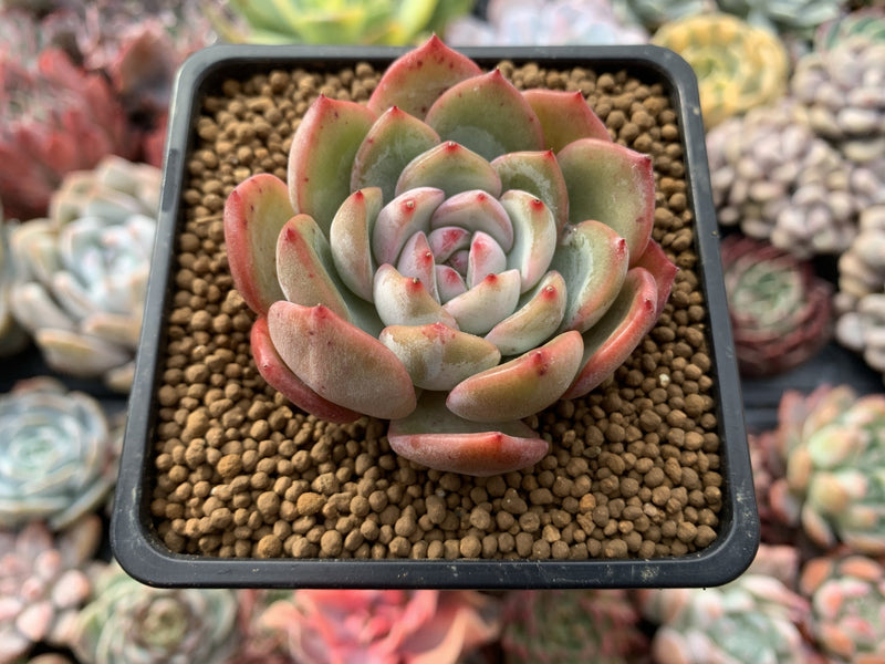 Echeveria 'Prada' 2"-3" Succulent Plant