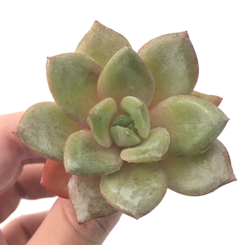 Echeveria 'German Champaign' 2"-3" Rare Succulent Plant