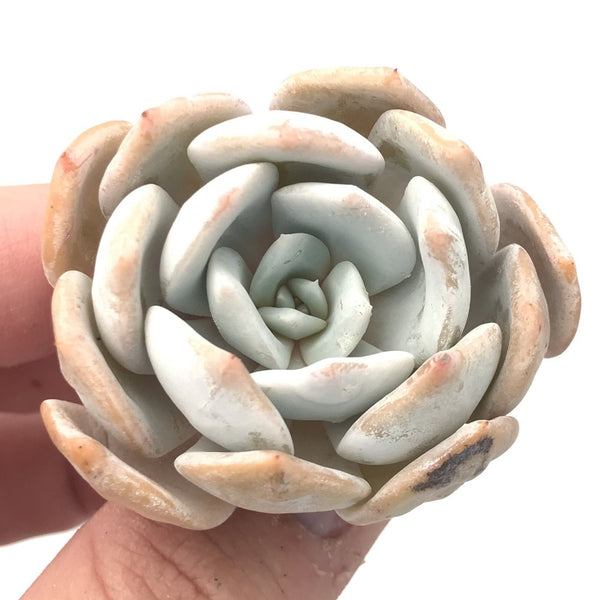 Echeveria 'Moondust' Small Cutting 1"-2" Succulent Plant