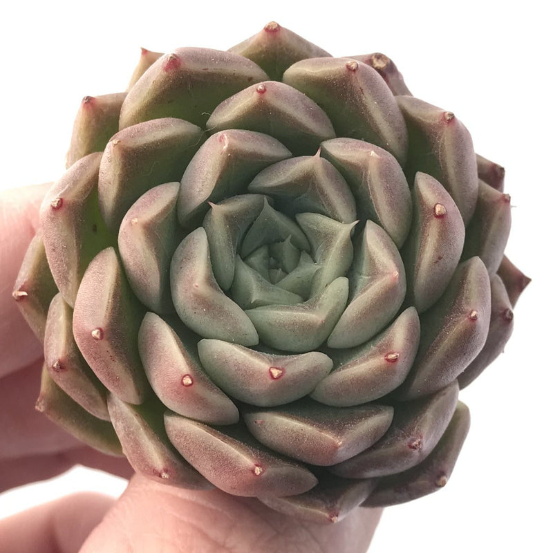 Echeveria 'Helena' Hybrid 1" Small Rare Succulent Plant