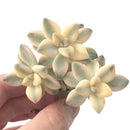 Graptoveria 'TItubans' Cluster Variegated 3" Succulent Plant