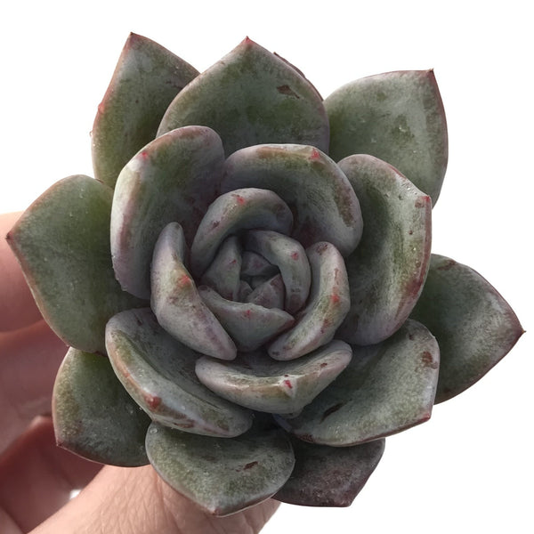 Echeveria Agavoides 'German Champaign' 2"-3" Succulent Plant