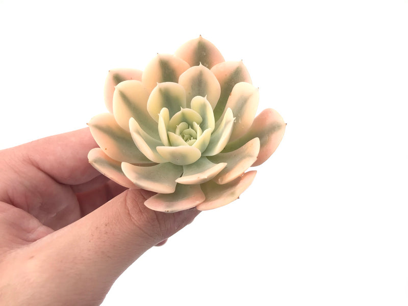 Echeveria Runyonii Variegated (Aka Echeveria 'Akaihosi' Variegated) 2" Succulent Plant