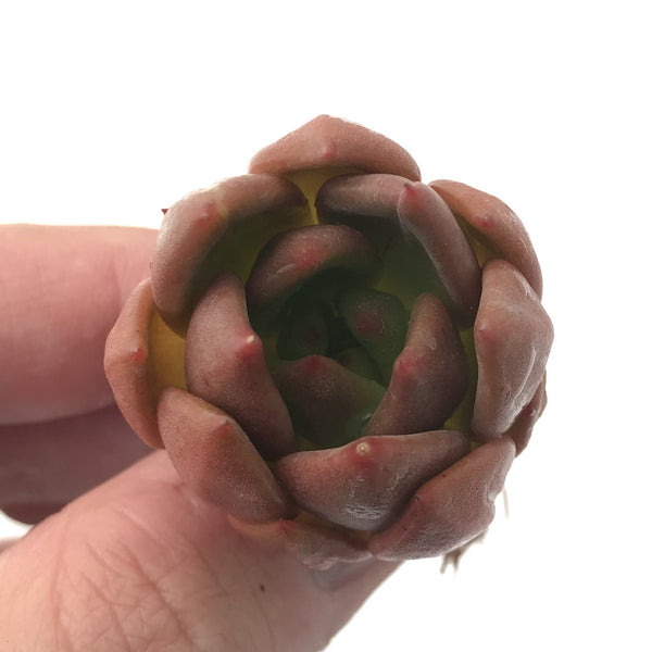 Echeveria Agavoides 'Magic Bly' New Hybrid Small 1" Succulent Plant