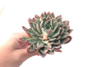 Echeveria 'Bradburiana' Variegated 4"-5" Succulent Plant