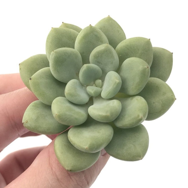 Echeveria 'Omega' New Hybrid 1” Small Succulent Plant