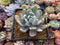 Pachyveria 'Roly-Poly' variegated 2" Succulent Plant