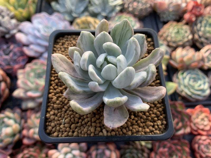 Pachyveria 'Roly-Poly' variegated 2" Succulent Plant