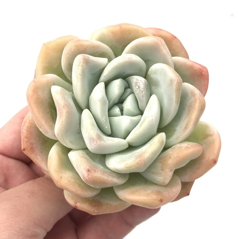 Echeveria ‘Icy Green’ Large 4" Succulent Plant