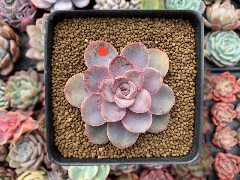 Echeveria Agavoides 'Tinkerbell' 3" Succulent Plant