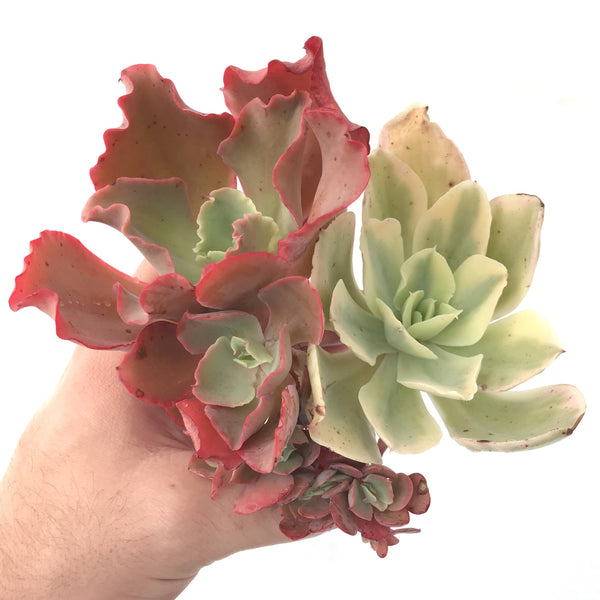 Echeveria 'Japan Moon River' Variegated Cluster 6" Succulent Plant