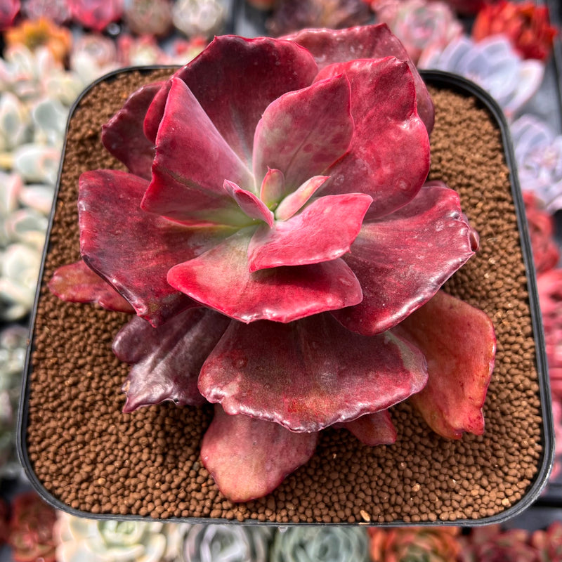 Echeveria 'Diamond State' Variegated 5" Succulent Plant