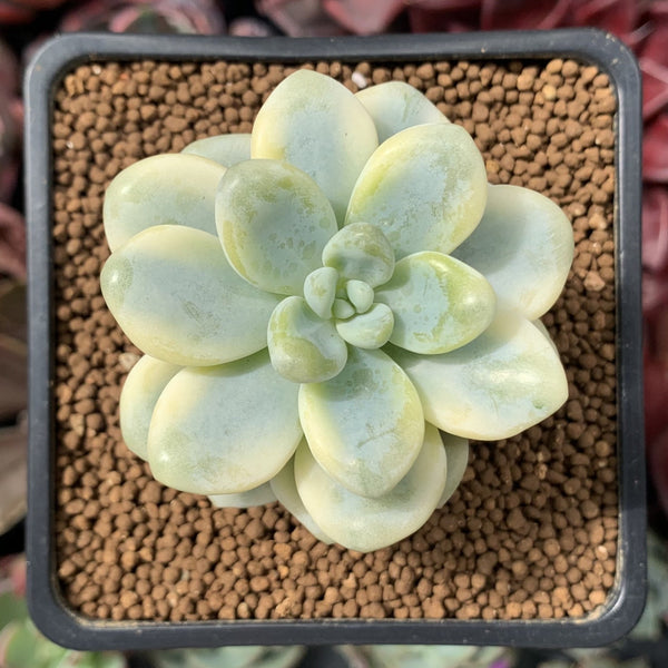 Sedum 'Clavatum' Variegated 2" Succulent Plant