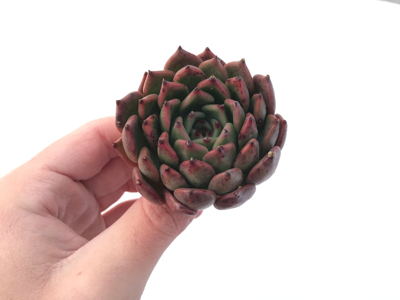 Echeveria Agavoides 'Golden Bear' 3" Succulent Plant