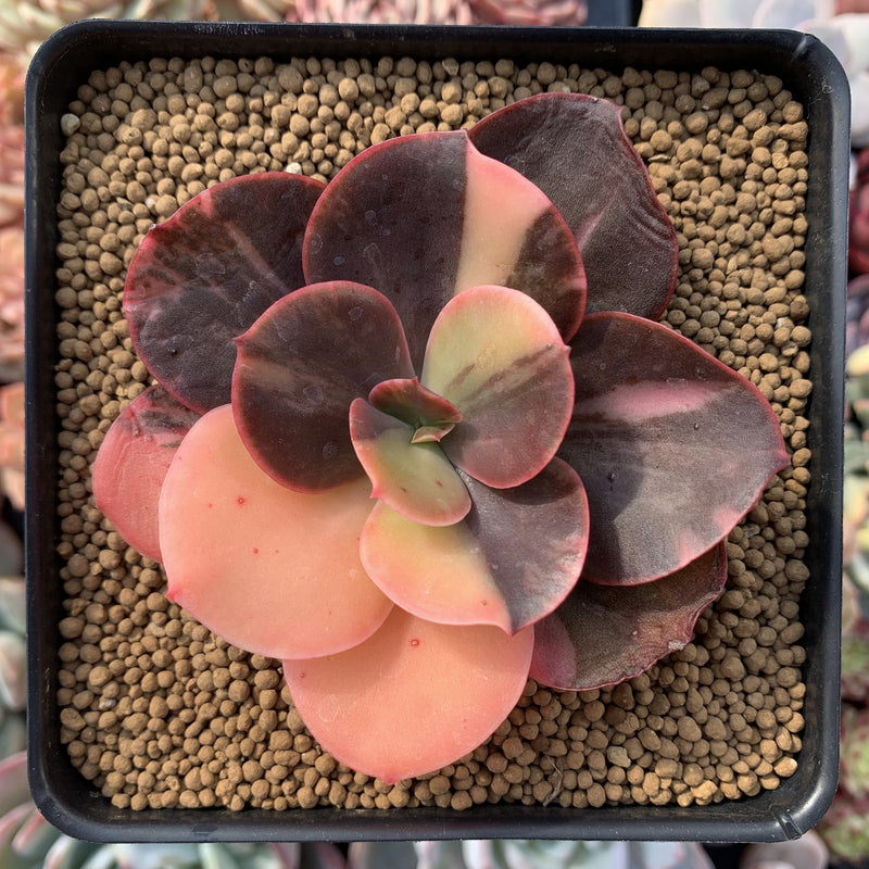 Echeveria 'Primadonna' Variegated 4" Succulent Plant