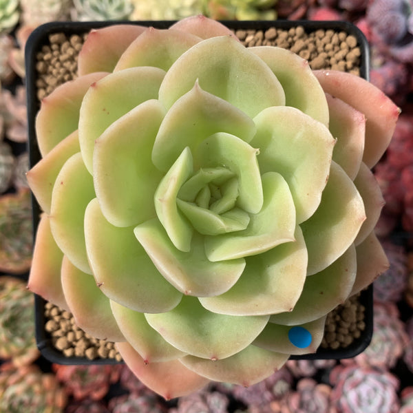 Echeveria 'Arenas' 3"-4" Succulent Plant