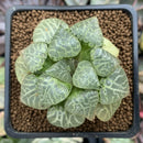 Haworthia Comptoniana 'Suishou' 2" Succulent Plant