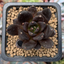 Echevera 'Blackbird' 1" Succulent Plant