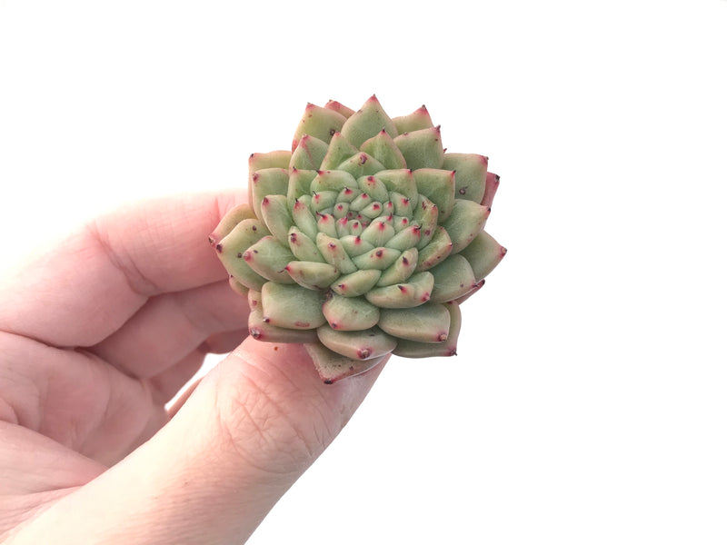 Echeveria Agavoides 'Rajoya' 1"-2" New Hybrid Succulent Plant