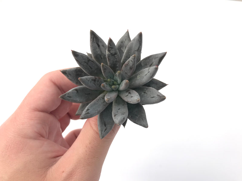 Echeveria 'Unguiculata' 3" Rare Succulent Plant