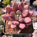 Graptoveria 'Ruby Donna' 2" Succulent Plant