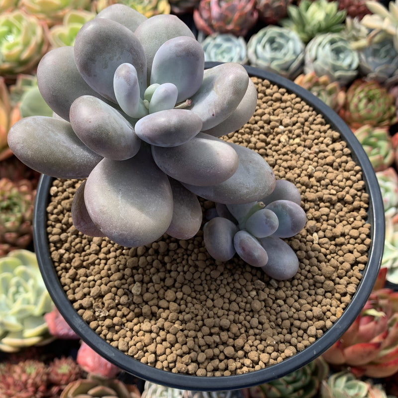 Pachyphytum Oviferum 'Moon Stone' 4" Cluster Succulent Plant