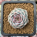 Echeveria 'Red Velvet' 1" Succulent Plant