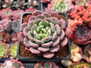 Echeveria 'Apple Pie' 1"-2" Succulent Plant