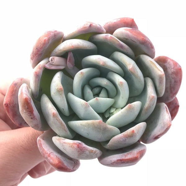 Echeveria Ivory 2”-3” Powdery Hybrid Rare Succulent Plant