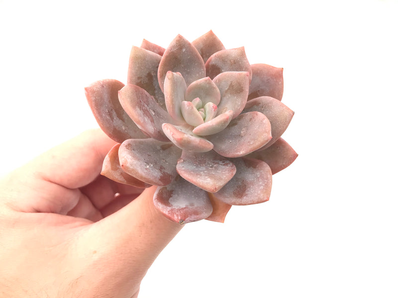 Echeveria 'Missing You' 3" Powdery Rare Succulent Plant