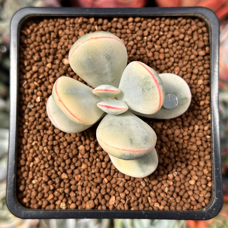 Cotyledon 'Orbiculata' Variegated 2" Succulent Plant