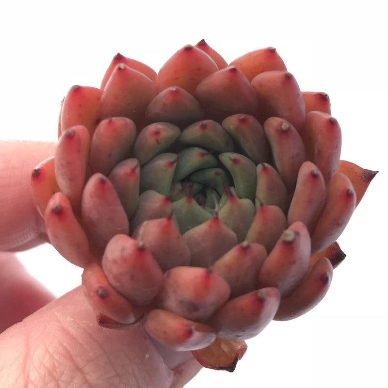 Echeveria Enita 1”-2” Rare Succulent Plant