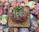 Echeveria sp. 2" Succulent Plant