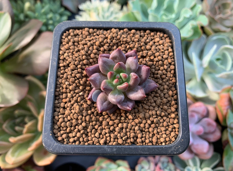 Pachyphytum sp. 1/2" Succulent Plant