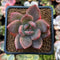 Echeveria sp. 2" Succulent Plant