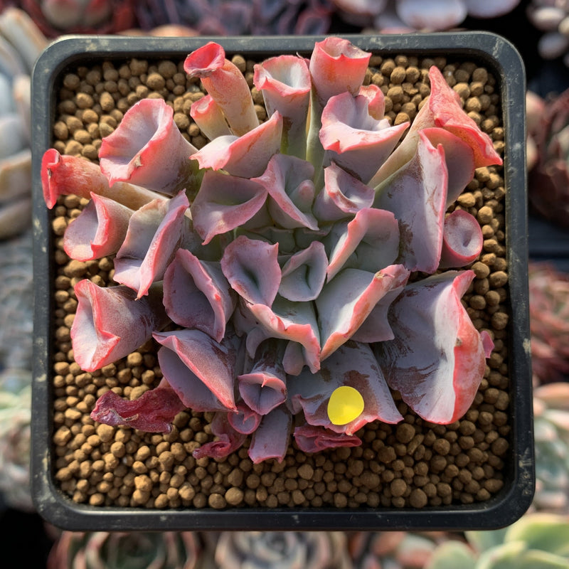 Echeveria 'Trumpet Pinky' 2"-3" Succulent Plant