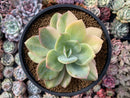 Echeveria 'Hakuhou' Variegated 5" Succulent Plant