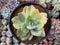 Echeveria 'Hakuhou' Variegated 5" Succulent Plant