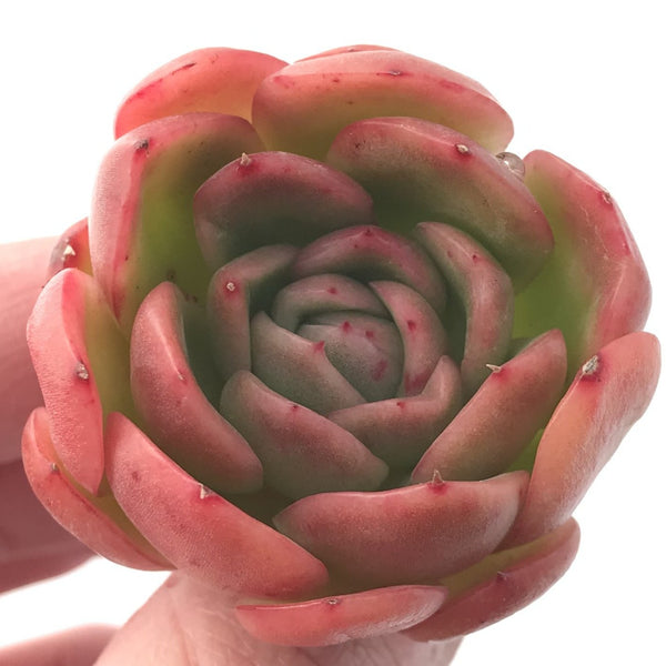 Echeveria Agavoides 'Raja' 3" Succulent Plant