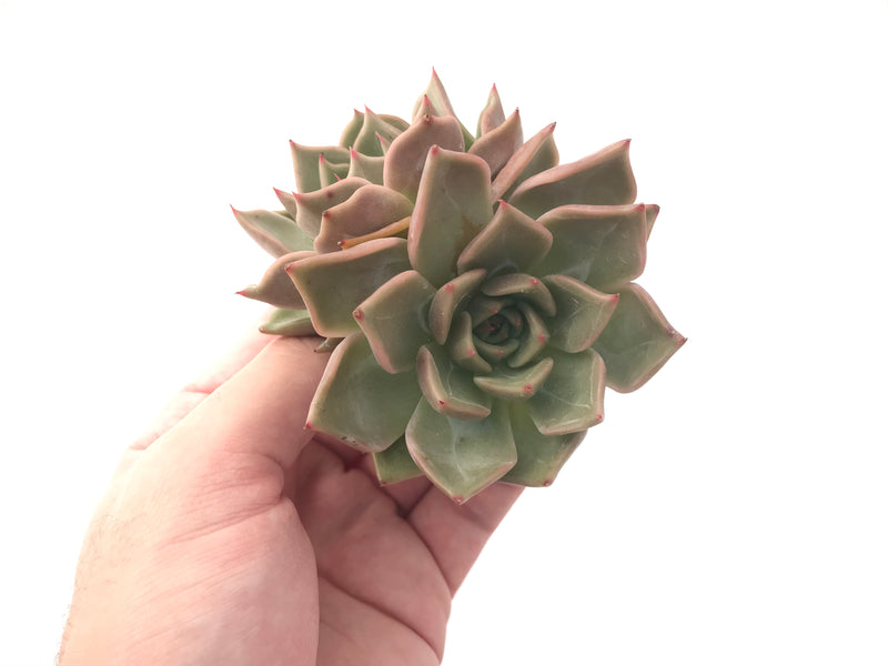 Echeveria 'Sunset' Hybrid 3" Succulent Plant