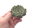 Echeveria 'Sarahime' 2" Rare Succulent Plant