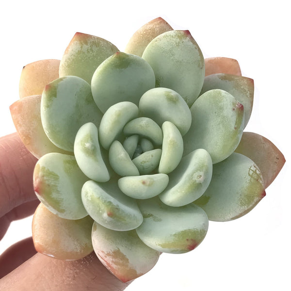 Echeveria 'Chloe' 3" Succulent Plant