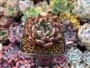 Echeveria Agavoides 'Red Tips' 1"-2" Succulent Plant