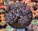 Graptoveria 'Debbie' Crested Cluster 4"-5" Succulent Plant